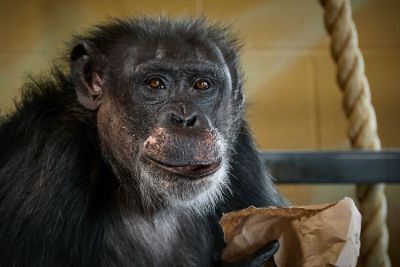 Communication between chimpanzee residents and human caregivers : CHIMPS : Blogs : News & Events : Fauna Foundation