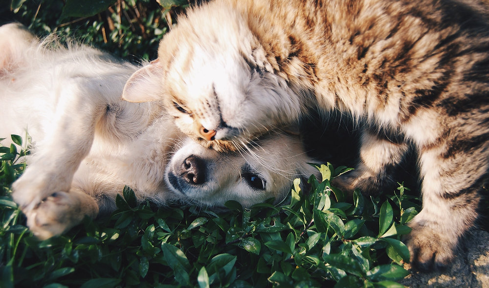 Daily Essentials for Your Pet Health: A Holistic Approach